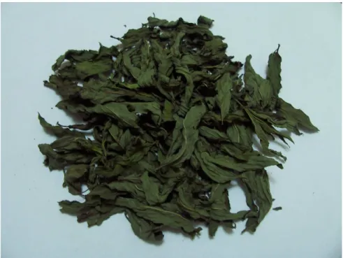 Şekil 3.4. M. piperita 