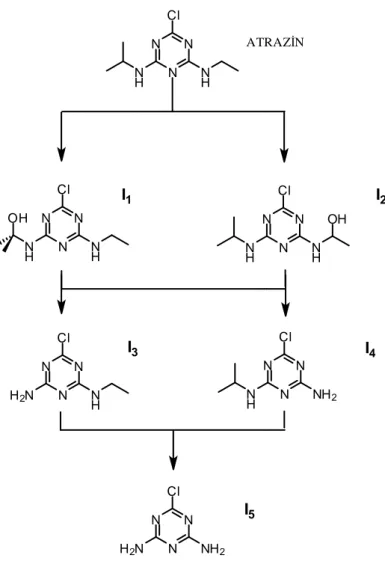 ġekil 1.1.4. Atrazinden yola çıkılarak elde edilen diamin türevleri 