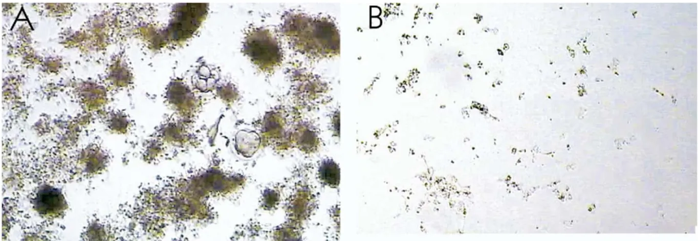 Şekil 3 : A; petri kabında kumulus hücrelerinin embriyoya yakın yerleşimi , B;aynı petri kabında  embriyoya uzak bölgedeki hücrelerin azalması   (Parikh et.al ; Cumulus-aided embryo transfer