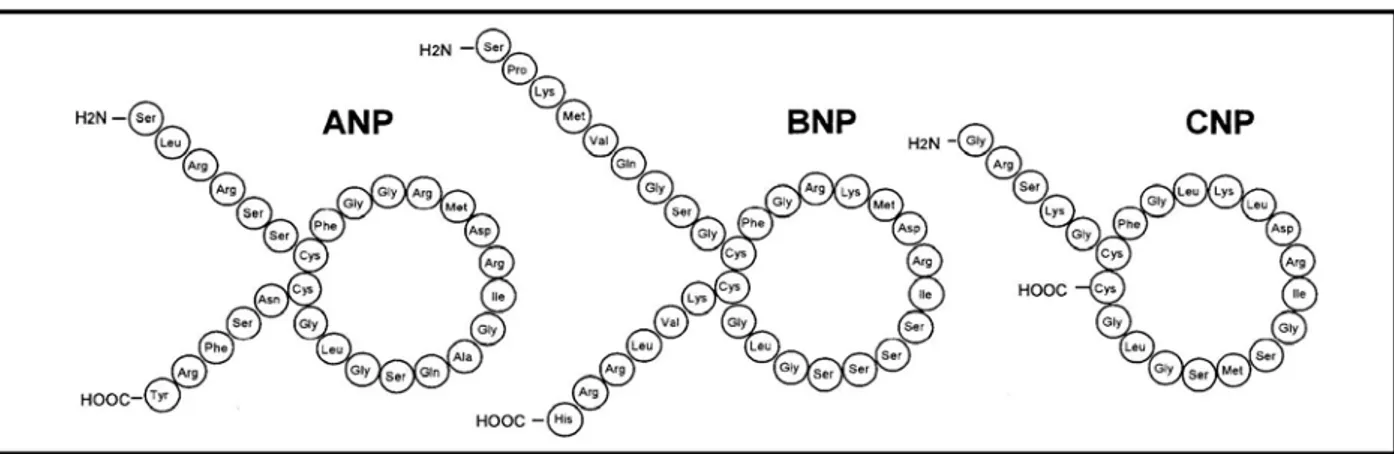 Şekil 2. Natriüretik peptidlerin yapısı. 17 aa’ten oluşan halka yapısı ve sistein-sistein  disülfit çapraz bağı ortak