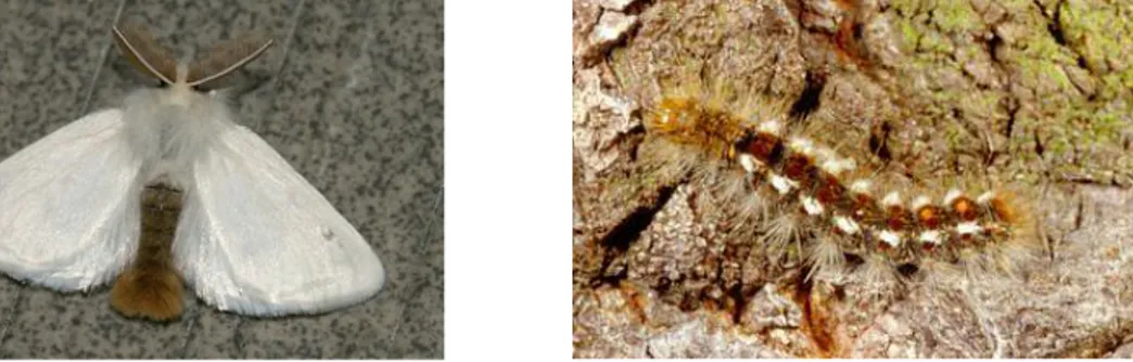 Şekil 4.6. Euproctis chrysorrhoea (L.) ergin ve larvası (http://www.leps.it/indexjs.) 