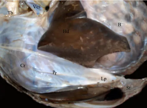 Şekil 4 : Lig. Sternopericardiaca’nın görünümü (sol, ventro-lateral’den )