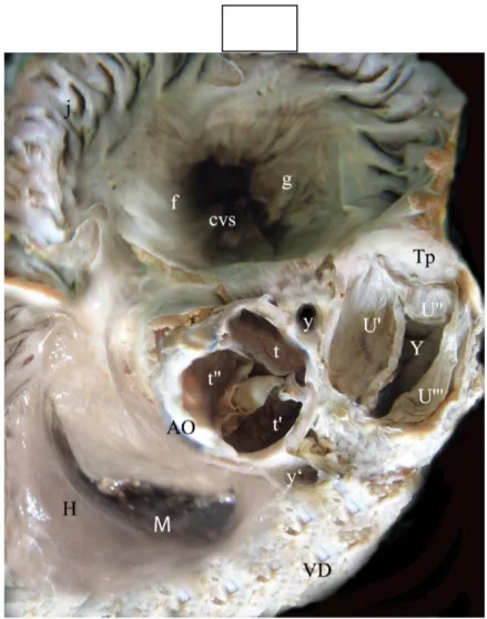 Şekil 25: Atrium’lar uzaklaştırıldıktan sonra kalbin dorsal’den görünümü                      SinisterCaudal                 Cranial                        DexterAO- Aorta