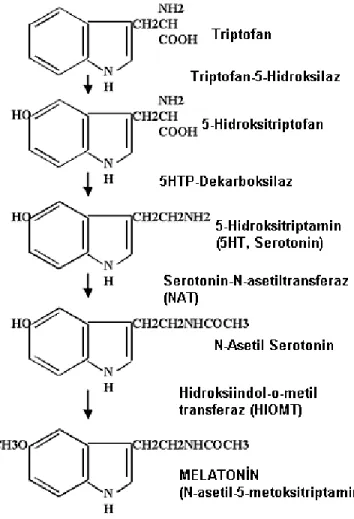 Şekil 1: Melatonin sentezi. 