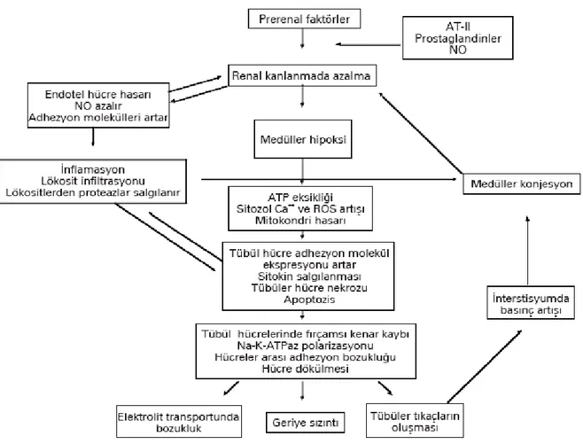 Şekil -8 : İskemik ve tübüler ATN patogenezinde rol oynayan faktörlerin şematik görünümü.