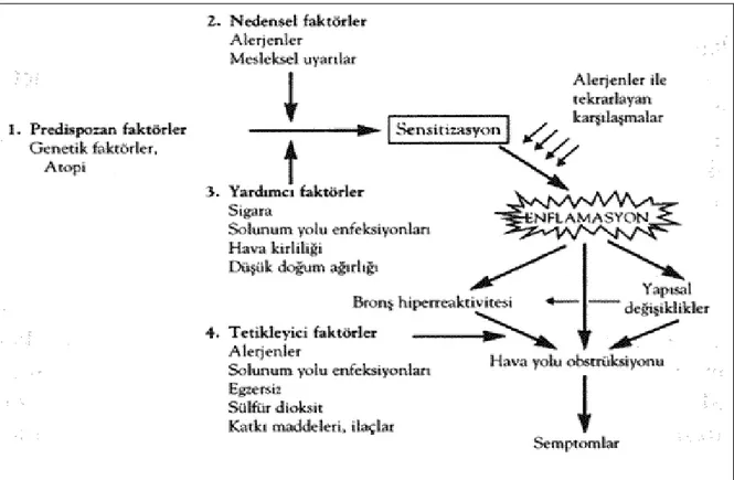 ġekil 1. Astım geliĢmesinde rol oynayan risk faktörleri  