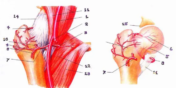 Şekil 7: Kalça vasküler anatomisi 