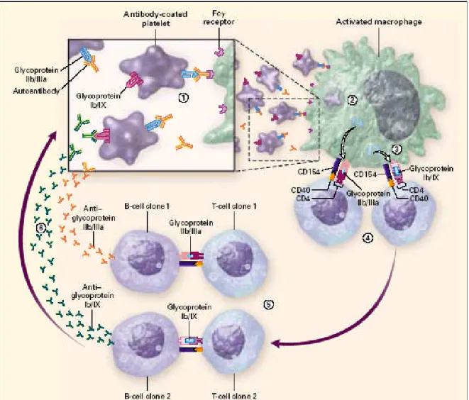 Şekil 1: İ TP’de immün patogenez: 1.Trombosit yüzey antijenlerine karş ıgeliş en antikorları n trombosit yüzeyine bağ lanması2.Antikor kaplıtrombosit antijen sunan hücreye (makrofaj veya dendritik hücreler) Fc gama reseptörleri yoluyla bağ lanarak, hücre i