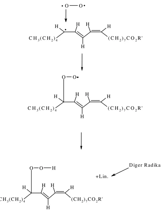 Şekil 1.1. Linoleik asidin otooksidasyon mekanizması 