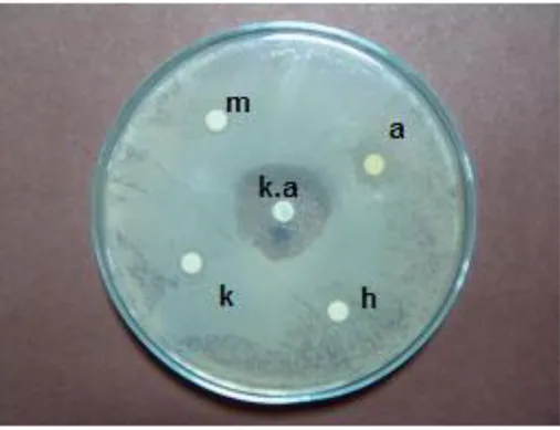 ġekil 33. C. cibarius’ un, Streptococus mutans bakterisini içeren petride oluĢturduğu  inhibisyon zonu  
