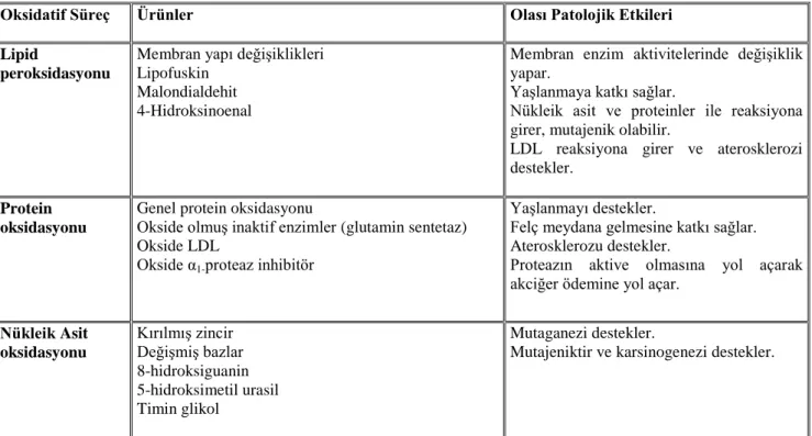 Tablo 2.1. Oksidatif stres süreçleri, oluşan ürünler ve patolojik etkileri (Floyd, 1990) 