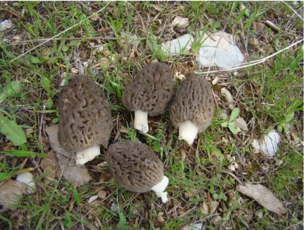 Şekil 3. 1. Morchella conica’nın askokarpı. (Orijinal) 