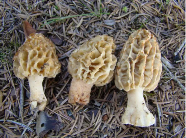 Şekil 3. 2. Morchella esculenta’nın askokarpı. (Orijinal) 