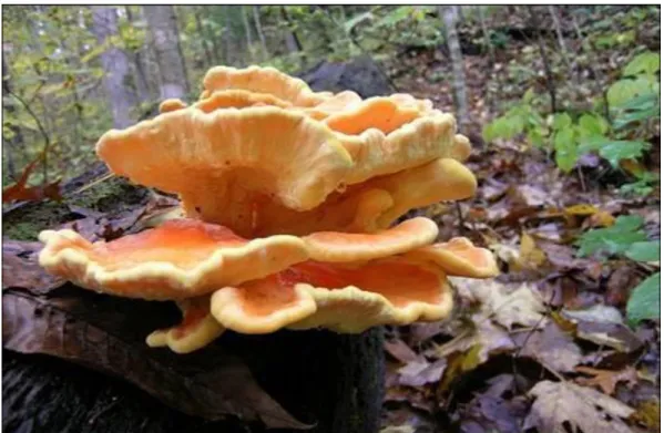 Şekil 3. 4. Laetiporus sulphureus’un bazidyokarpı. (Orijinal) 