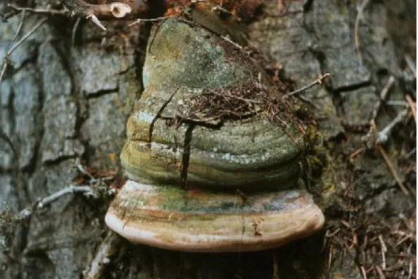 Şekil 3. 5. Phellinus igniarius’un bazidyokarpı. (Orijinal) 