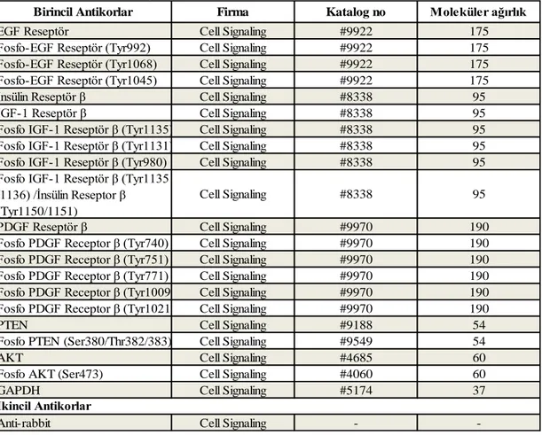 Çizelge 2.5. Western blot çalışmalarında kullanılan antikorlar.   