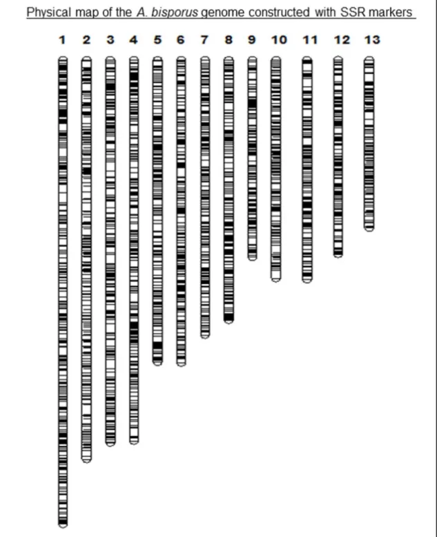 Figure 1. Physical map of the A. bisporus  genome constructed with SSR markers. Numbers refer to A