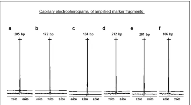 Figure 2. Capillary electropherograms displaying the amplification profiles of six A.  bisporus  SSR  markers