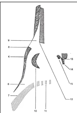 Şekil 19: Standart sonogramın şematik görünümü 