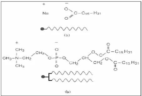 Şekil 1.1.14. Liyotropik Sıvı Kristaller (a) Sabun (b) Fosfolipid 