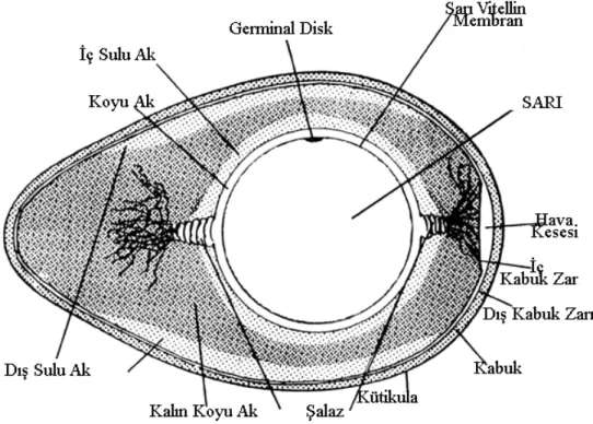Şekil 1.1. Yumurta yapısında bulunan dış ve iç morfolojik unsurlar 