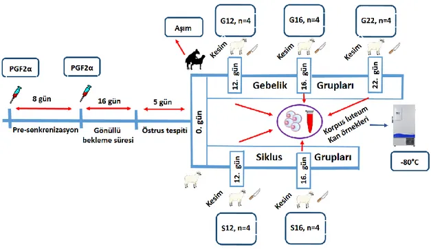 Şekil 2.1. Birinci araştırma çalışma grupları. 