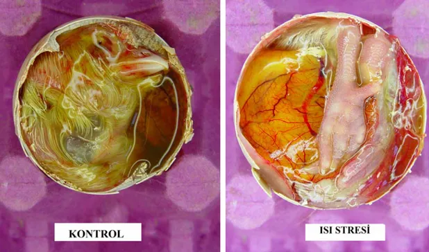 Şekil 3.1. Kuluçkanın 21. gününde kontrol ve ısı stresi grubuna ait embriyolar görülmektedir
