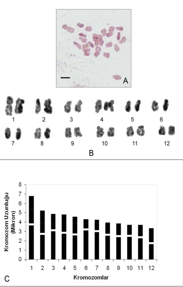 Şekil 4.1.1. V. cracca subsp. atroviolacea’nin; A. Metafaz kromozomları 2n=4x=24  (bar: 5µm)   B