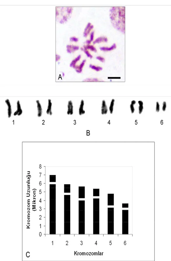 Şekil 4.1.4. V.  palaestina’nın; A. Metafaz kromozomları 2n=2x=12 (bar: 5 µm)     B. Karyolojisi   C