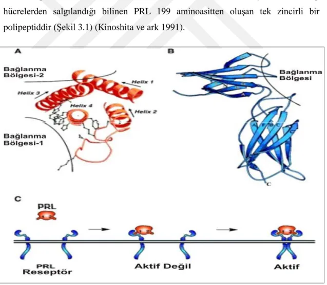 ġekil 3.1. Prolaktin hormonunun reseptörüne bağlanması (Tağa 2008). 