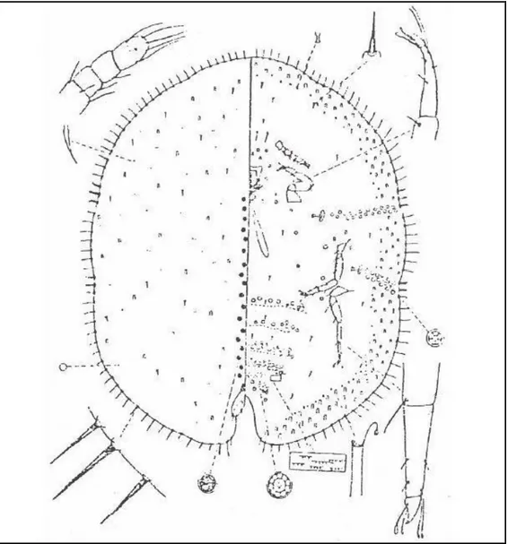 Şekil 2.1. Palaeolecanium bituberculatum şematik olarak gösterimi (Özgökçe 1995) 