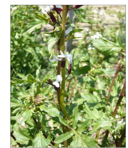 Şekil 4.14. Eruca sativa (Roka) doğal görünümü. 