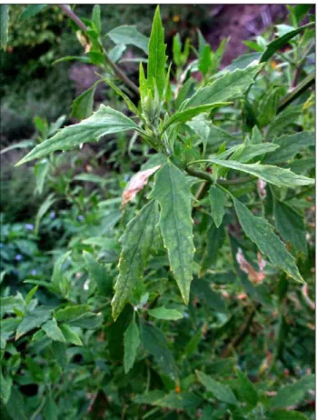 Şekil 4.19: Chenopodium sp. (Kursalak) doğal görünümü 