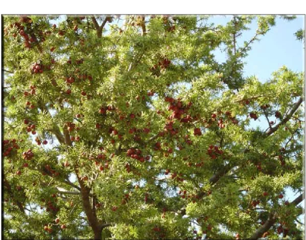 Şekil 4.26. Juniperus oxycedrus (Katran Ardıcı) doğal görünümü 