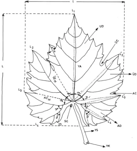Şekil 2.3. Olgun bir asma yaprağının çeşitli kısımları. YS: Yaprak sapı, YK: 