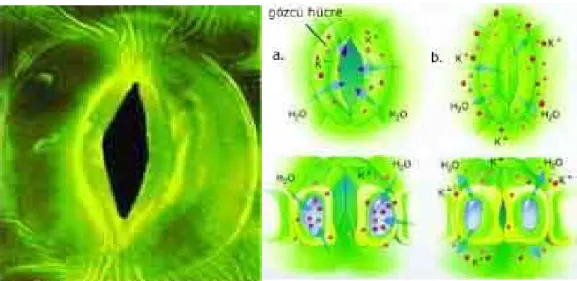 Şekil 2.6. Asma yaprağının alt yüzeyinde stoma ve stomanın açılıp kapanması  