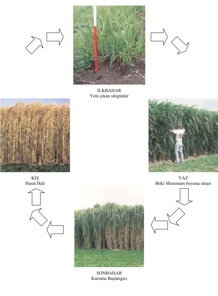 Şekil II.8. “Miscanthus”un yıllık gelişim döngüsü. 