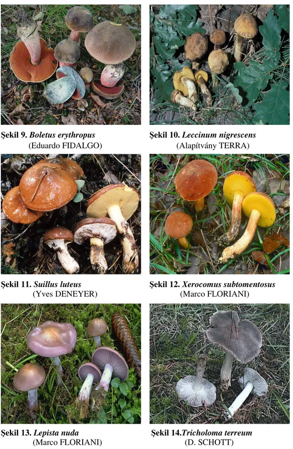 Şekil 9. Boletus erythropus               Şekil 10. Leccinum nigrescens               (Eduardo FIDALGO)                                   (Alapítvány TERRA) 