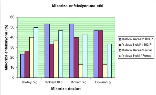 Çizelge 4.1’de görüldüğü gibi Kalecik Karası/1103 P kombinasyonlarında  mikoriza enfeksiyonu 5 g kokteyl uygulamasında % 23.33 iken 10 g kokteyl ve 3 g  Biovam dozlarının her ikisinde % 53,33’lük enfeksiyon tespit edilmiştir