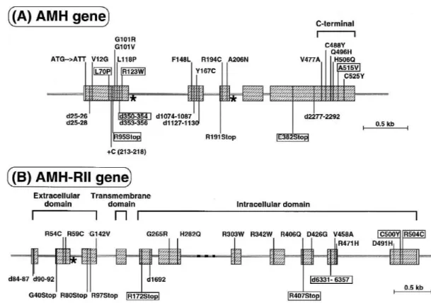 ġekil 1.7 : A) AMH geni B) AMH reseptör 2 geni  , Arq Bras (2005)’dan alınmıĢtır. 