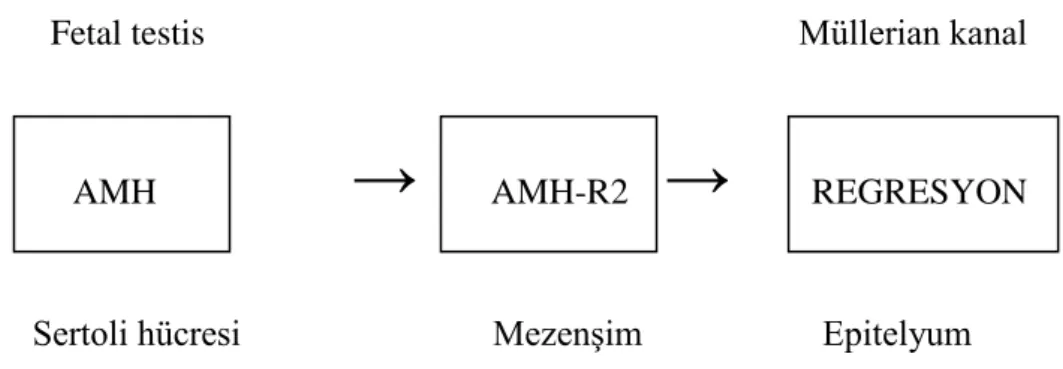 ġekil 1.9: Müllerian kanal regresyonu, Price (1997)’den derlenmiĢtir. 