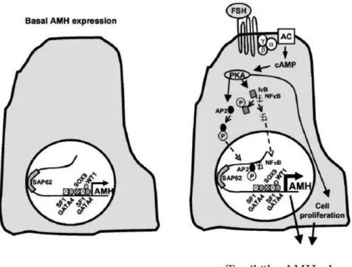 ġekil 1.10 : Anti-Müllerian hormonun etki mekanizması, Faseb (1997)’den alınmıĢtır. 