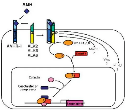 ġekil 1.11 : AMH sinyalizasyonu ve AMH reseptörleri, Hossain (2003)’den. 
