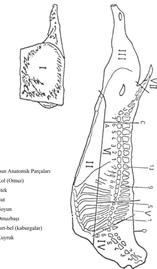 Şekil 3.2. Karkas parçalarının ayrılması Karkasın Anatomik Parçaları 