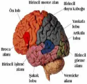 Şekil 1.1: Beynin yapısı ve bölümleri 