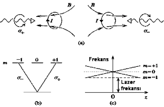 Şekil 3.4.  a) Magneto-optik tuzak. b) uygun geçişler.  c) uzaysal olarak değişen manyetik        alandan etkilenen atomik geçişler