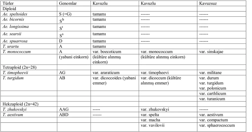 Çizelge 2.2. Kültüre alınmış buğdaylar ve yabani akrabalarının sınıflandırılması (Feldman ve ark.,1995).