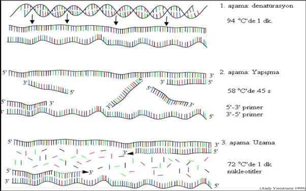 Şekil 2.2. PCR’ın çalışma mekanizması