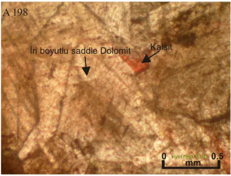 Şekil  5.33.  İri  kristalli,  özşekilli-yarıözşekilli  dolomit  kristalleri,  kristaller  arasında  kalsit (Kayaç adı: Dolomit; İnce kesit alizerin red-s ile boyanmıştır, N: A-198; T.N.)