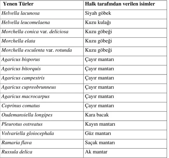 Çizelge 7. Ara tırma Alanında Halkın Besin Olarak Kullandı ı Türler 